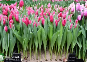 Tulipa Ivanka ® (1)